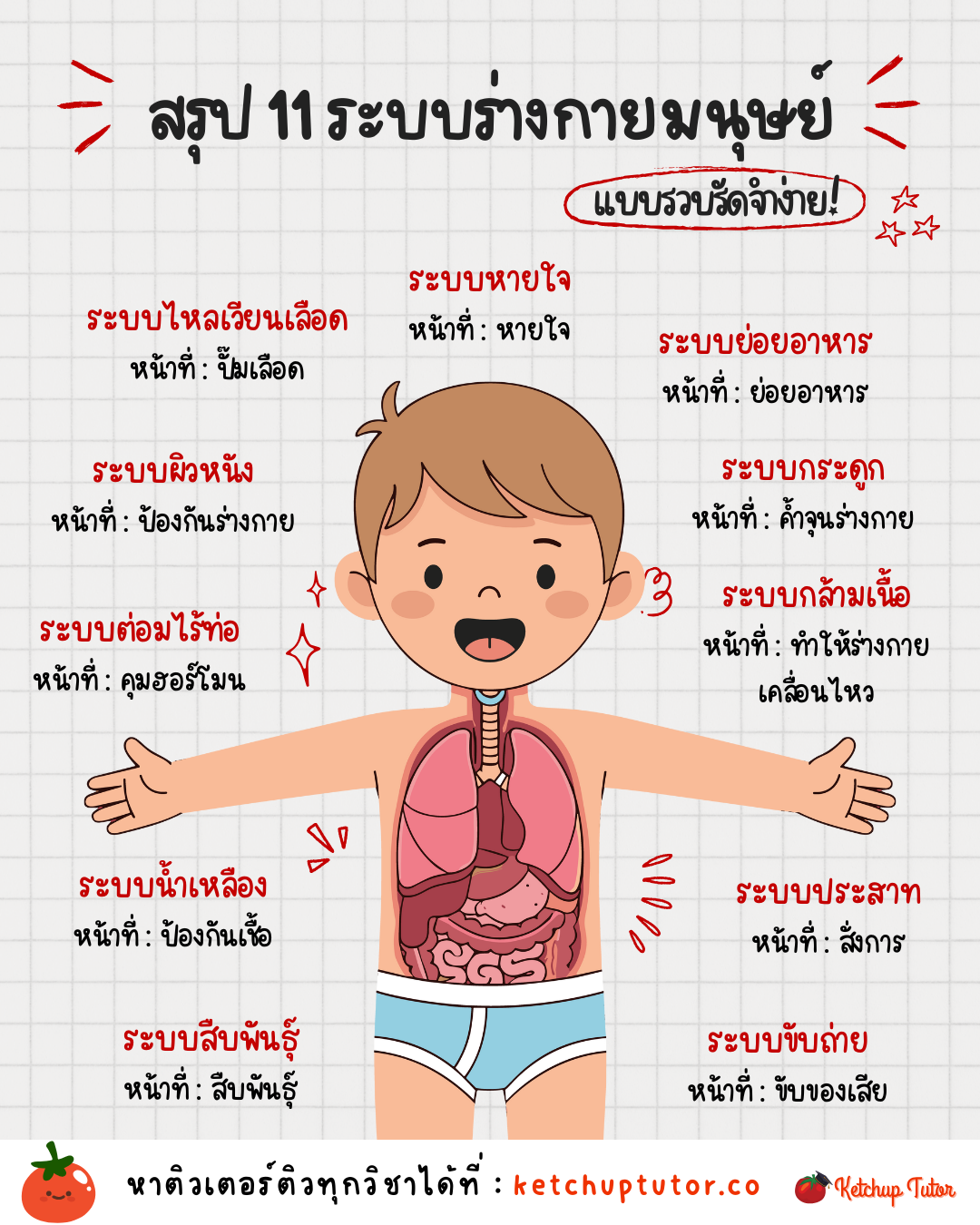 11-human-body-systems